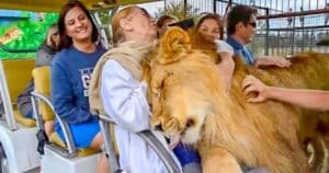 Lion greets tourists at Russian safari park