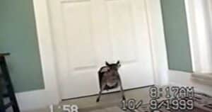 Cat walks through doggie door, deer follows