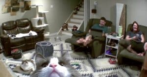 Cute cat greeting a security camera