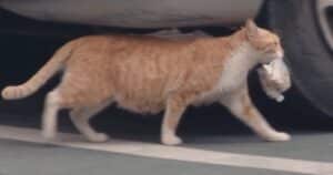 Stray cat prefers bagged food