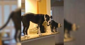 Dog thinks he's a cat