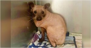 Hairless raccoon mistaken for a cat