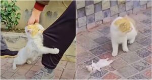 Cat leading men