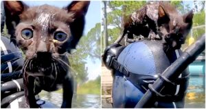 Kitten swimming to diver