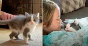 Grasshopper the wobbly kitten