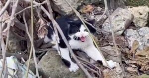 Road trippers see injured cat beneath rocks