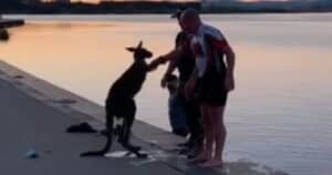 Kangaroo shaking hands after rescue