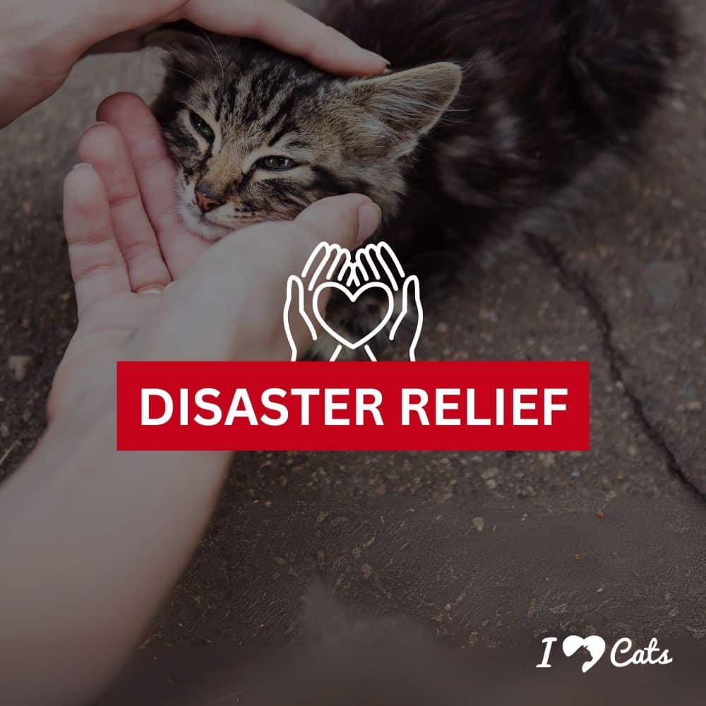Donate to Disaster Relief for Families & Pets in Crisis - Greater Good Charities