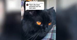 Black cat with orange eyes