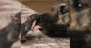 Osiris and Riff friendship