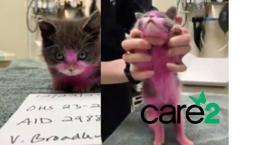 They Bathed a Kitten in Windex and Dyed It Pink