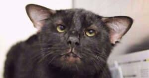 Batman the Cat