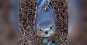 Birdhouse Cam Bluebirds