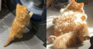Maine Coon growing up