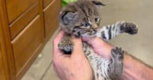 Rescue team opens box and finds unexpected animal
