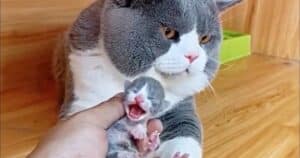 Cat dad shocked expression meeting kitten