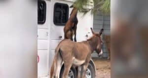 Donkey helps goat reach branch via teamwork