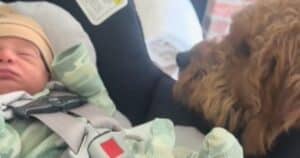 Golden Doodle Surprised Reaction With Baby