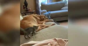 Golden Retriever and Tiny Kitten on Couch
