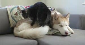 Cat massages dog before nap
