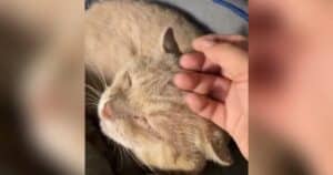 Abandoned Cat Finds Home Image
