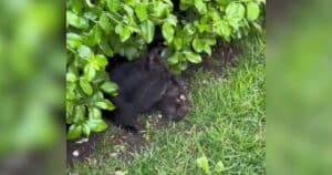 Squirrel Carrying Baby