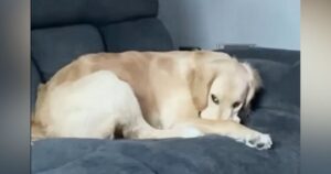 puppy reveals hidden cat
