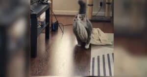 Blarn the Blanket-Carrying Cat