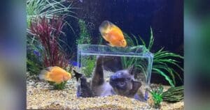 Jasper and his custom fish tank