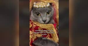 Cat Grandma Surprises Pet with Swimsuit