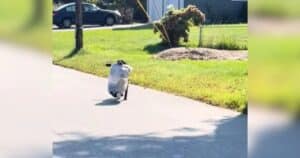 Labrador bringing a bag of trash