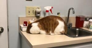 Orange cat's hilarious reaction to vet visit
