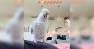 Auggie parrot dancing to her favorite song
