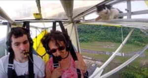 Cat on plane wing mid-air