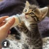 Purrfect Start Pearlized Kitten Beaded White Bracelet - Saving The Tiniest of Lives - Image 3
