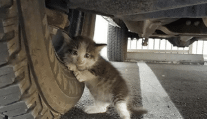 rescued kitten with caption JustAnotherGoodGuy/Reddit