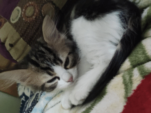 Axel the kitten happy in her new home, via Art_37/Reddit