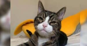 Granpruno the stray cat