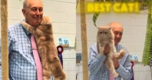 Cute cat at show