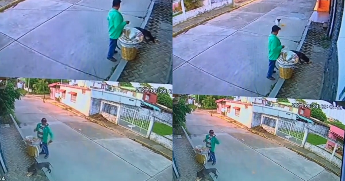 Street Vendor Caught on Camera Generously Feeding Hungry Stray Dogs with His Last Supplies