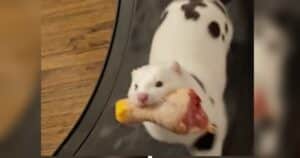 Mink eating chicken while exercising