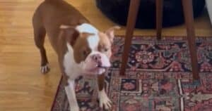dog barking at TV