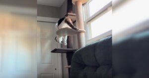 Blind cat atop cat tree