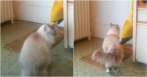 Finn waits at the door