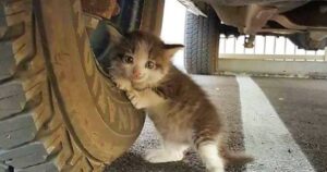 kitten under truck tire