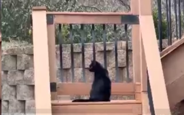 Security footage of cat saving dog