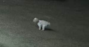 Brave cat defends family dog from coyotes