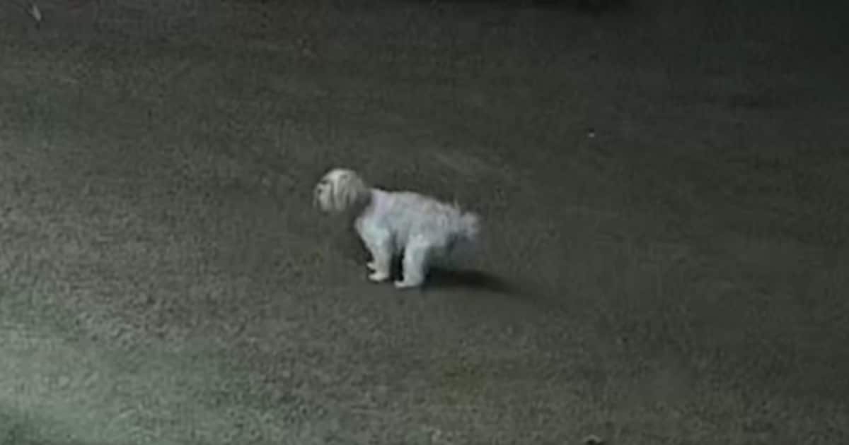 Brave Cat Defends Family Dog by Fighting Off Two Coyotes