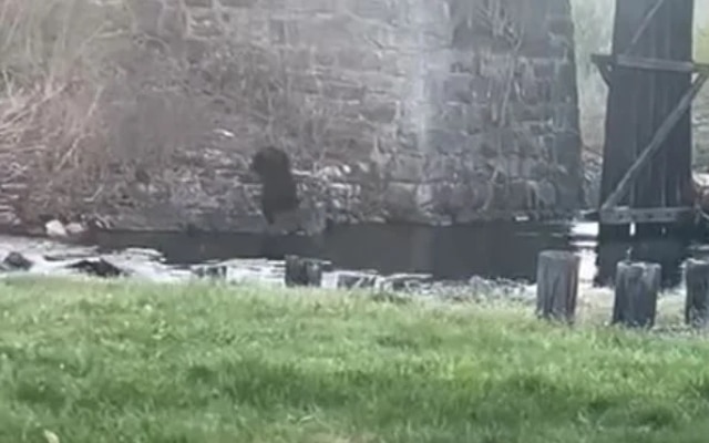 Mama bear swimming toward cub