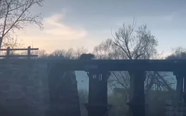 Mama bear approaches river